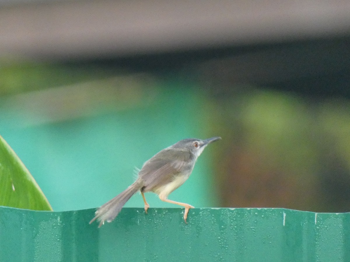 Yellow-bellied Prinia - ML624214393