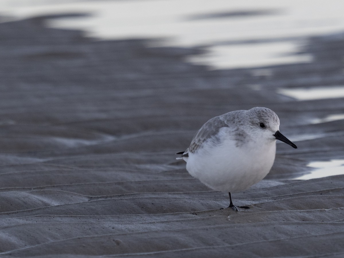 Bécasseau sanderling - ML624214398