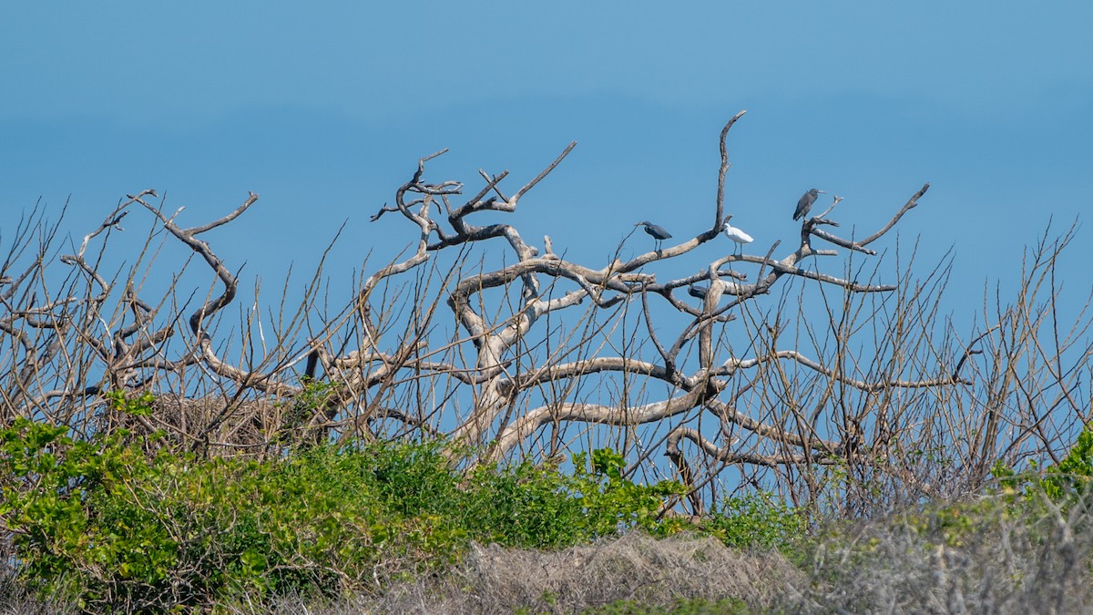 Pacific Reef-Heron - ML624214410