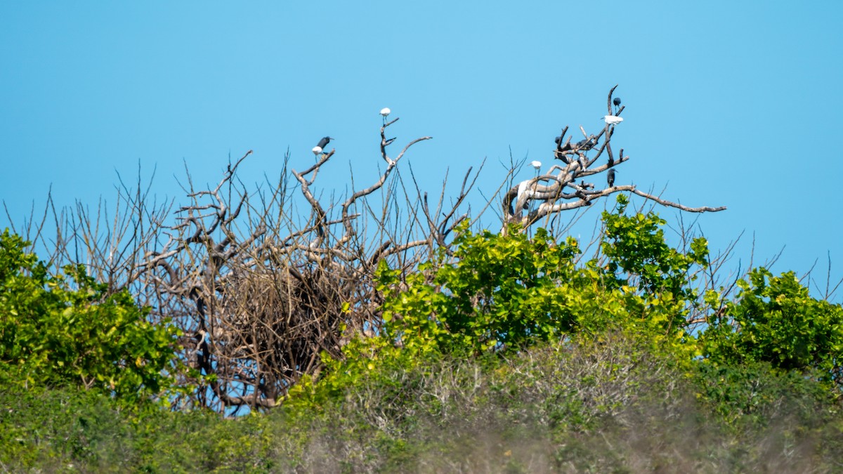 Pacific Reef-Heron - Javier Cotin