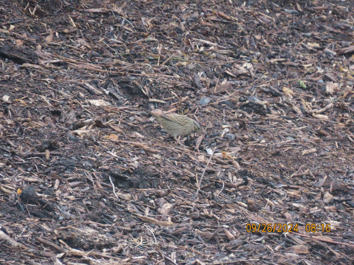 Lincoln's Sparrow - ML624214421