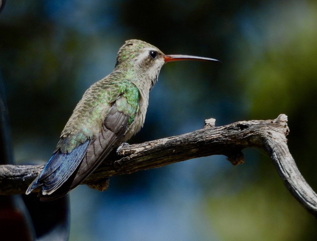 Broad-billed Hummingbird - ML624214433