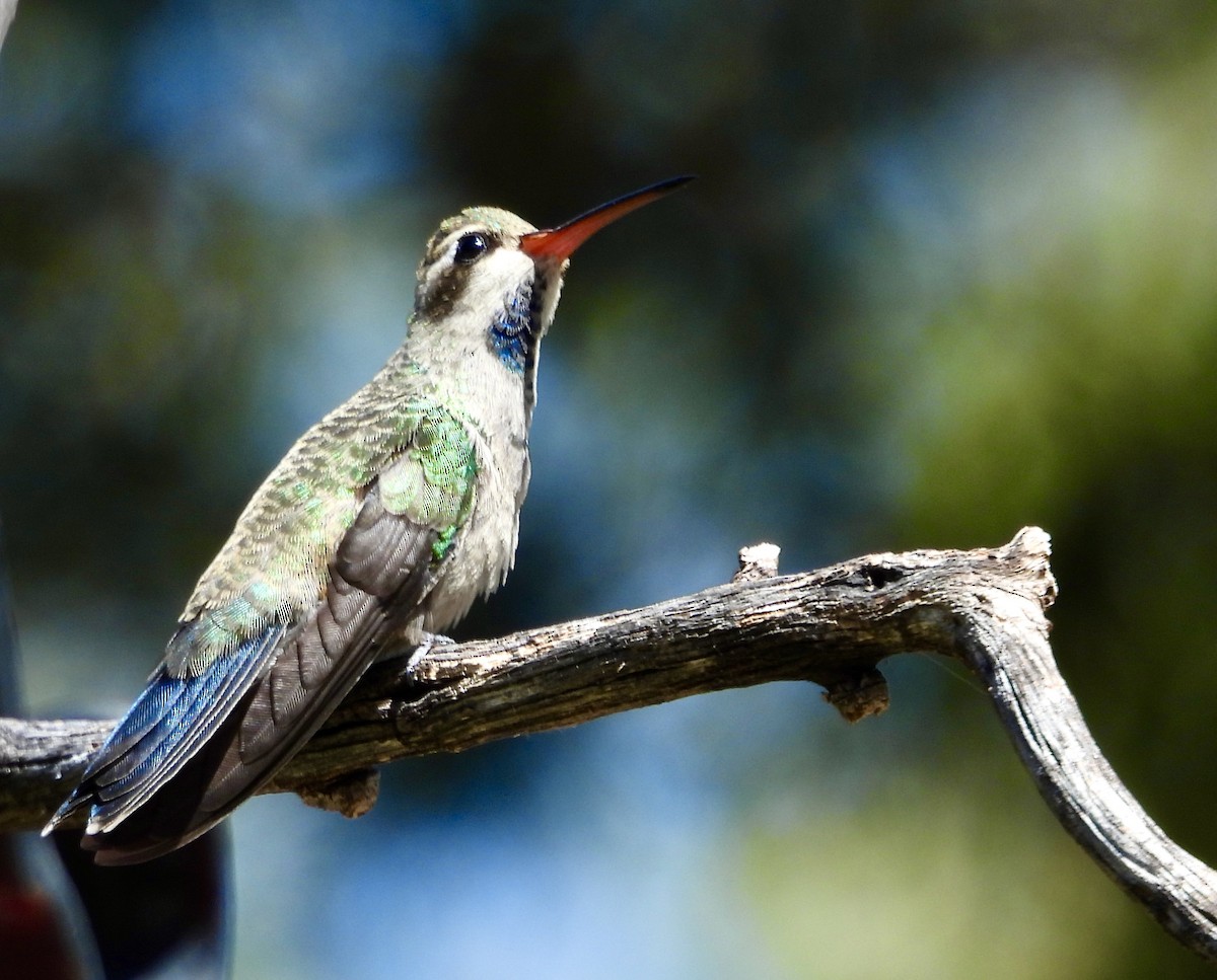 Broad-billed Hummingbird - ML624214434