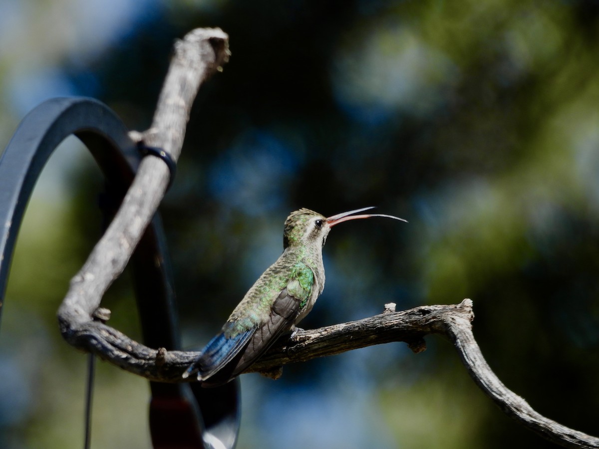 Broad-billed Hummingbird - ML624214435