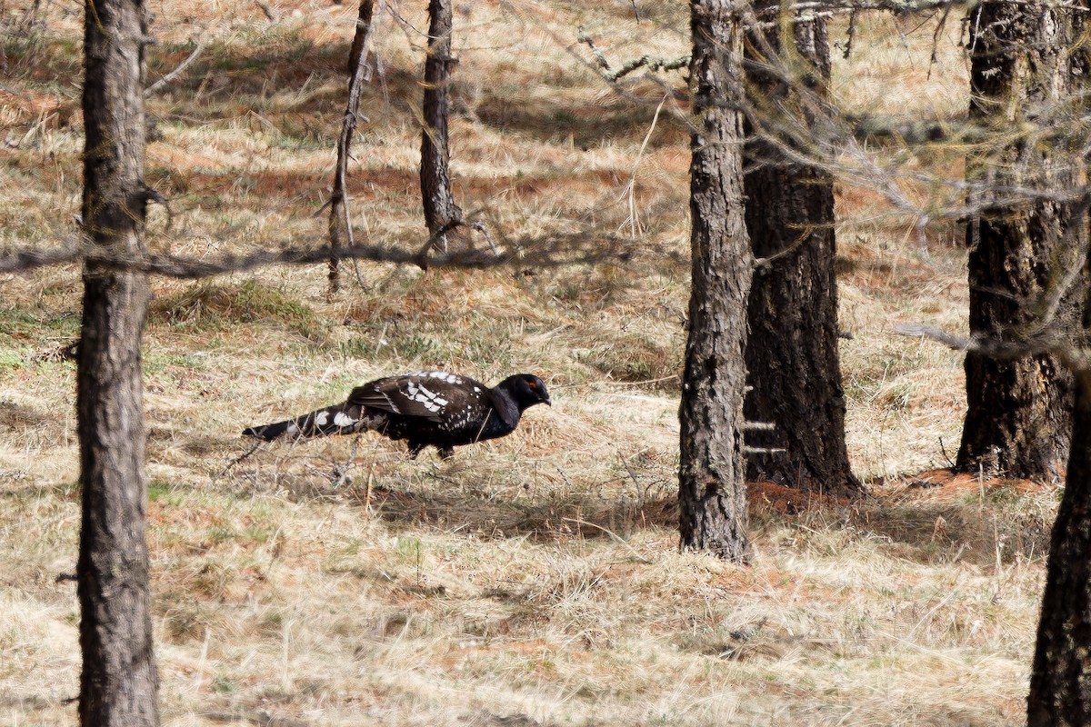 Black-billed Capercaillie - ML624214436