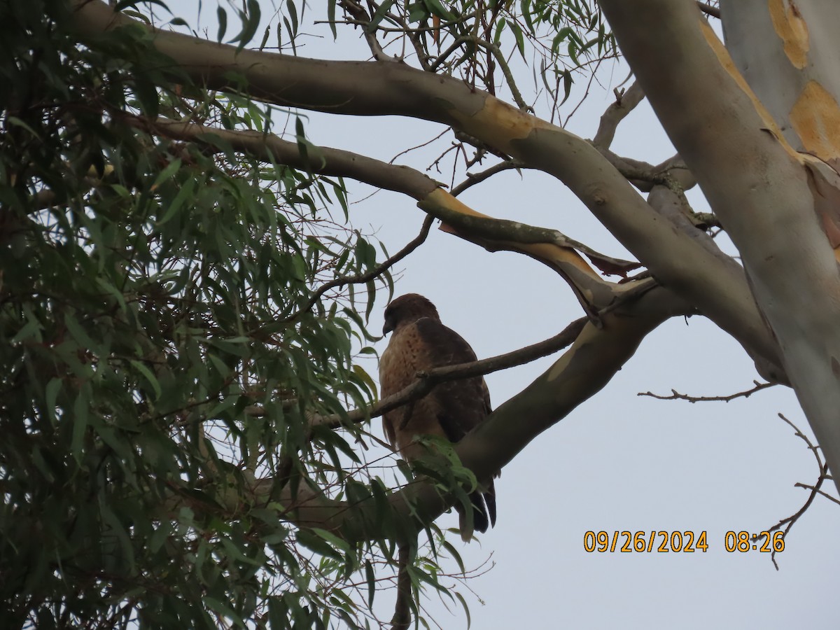 Red-tailed Hawk - ML624214439