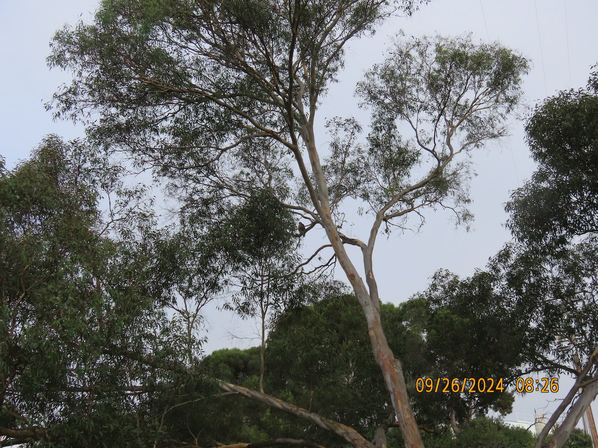 Red-tailed Hawk - ML624214440