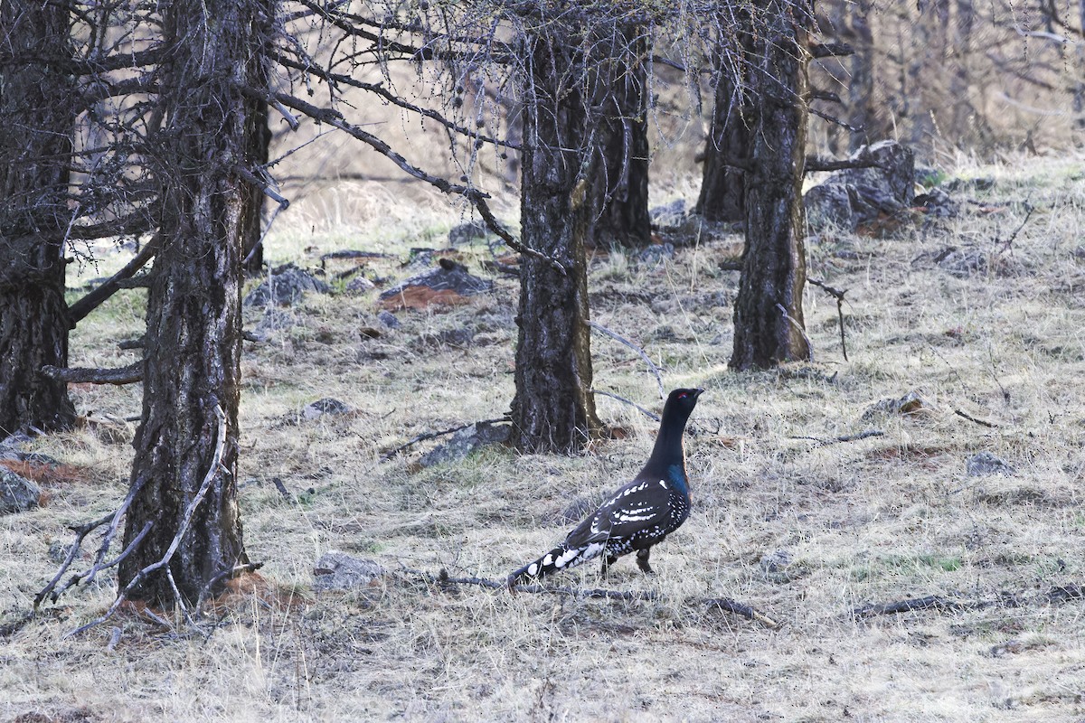 Black-billed Capercaillie - ML624214441