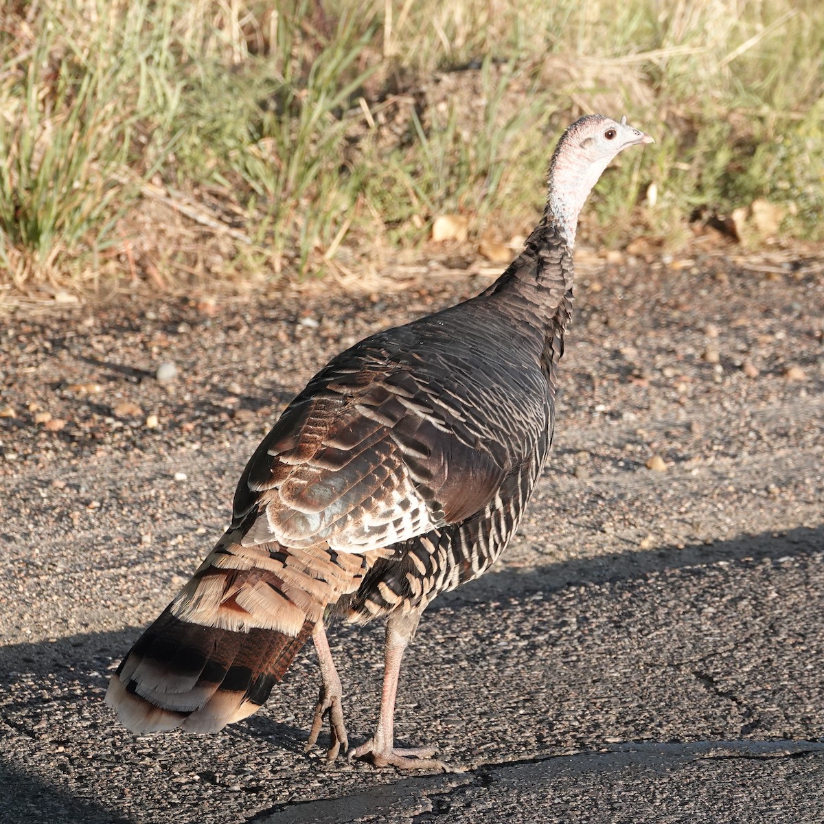 Wild Turkey - ML624214452