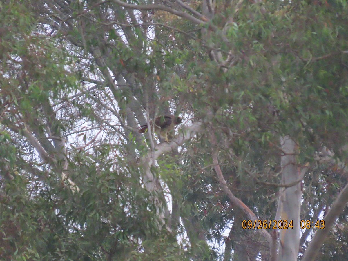 Red-tailed Hawk - ML624214463