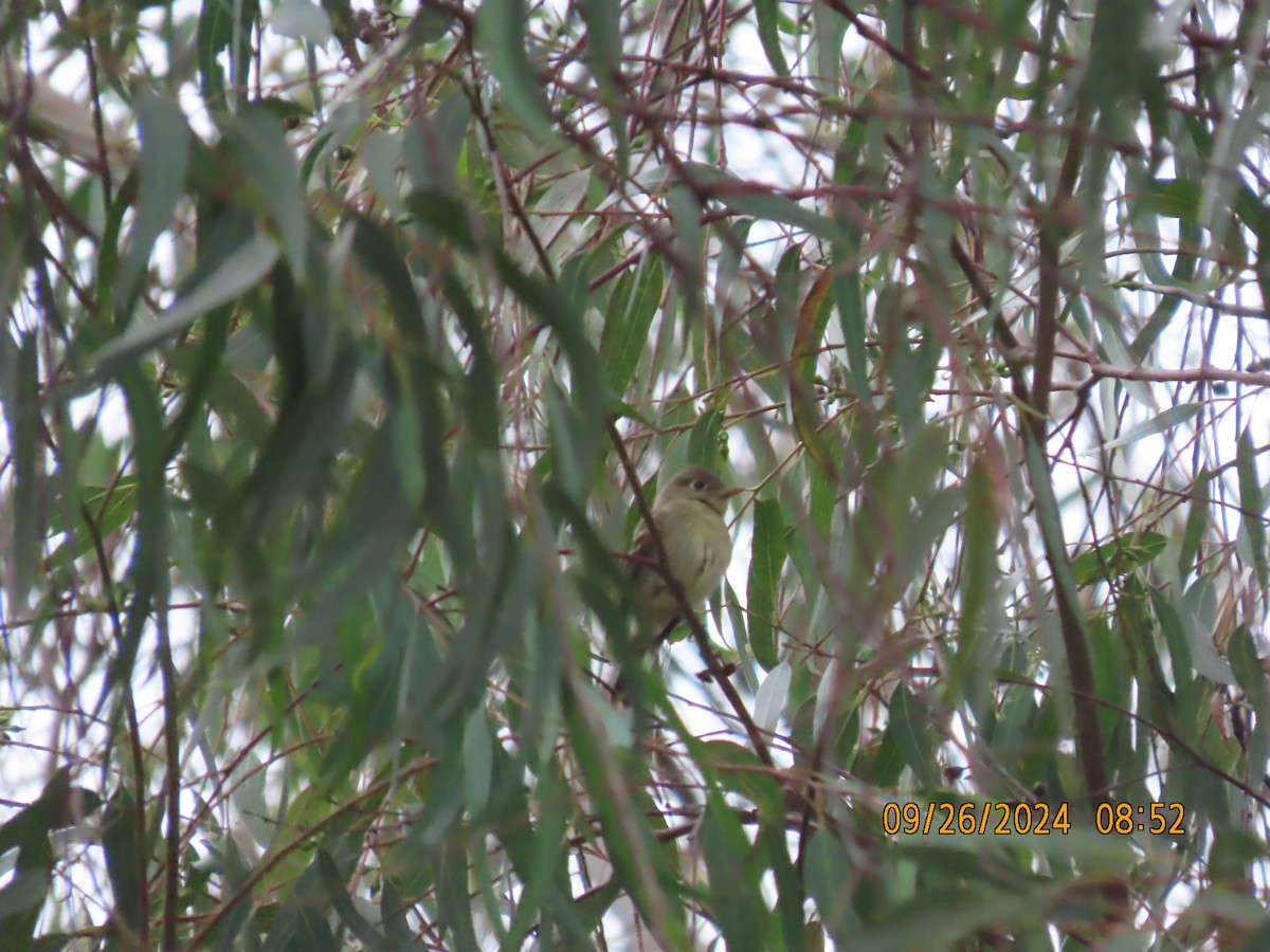 Western Flycatcher - ML624214474