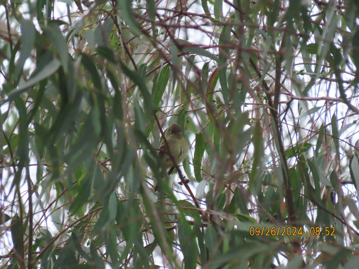 Western Flycatcher - ML624214475