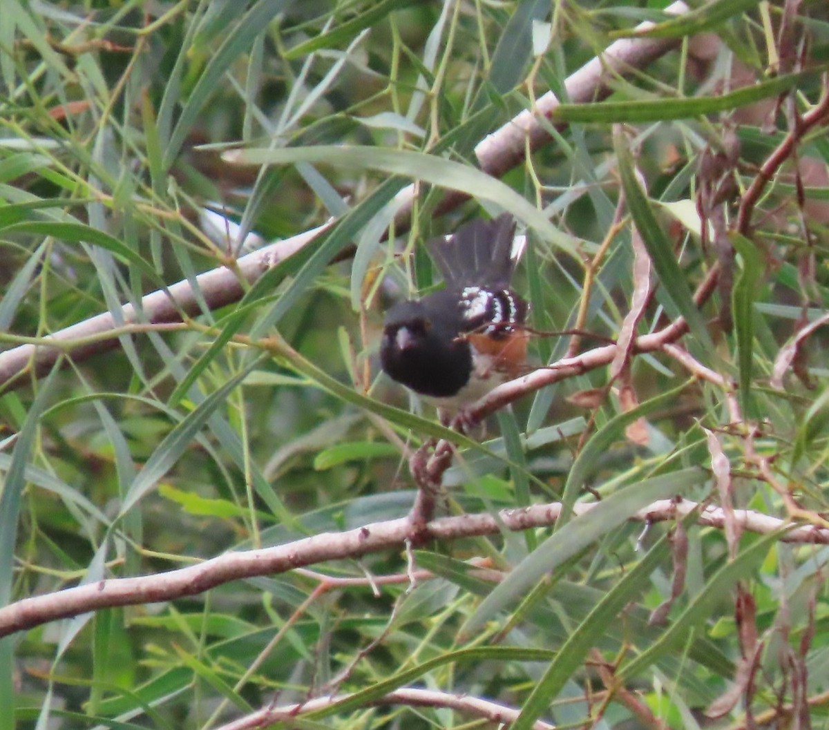 Spotted Towhee - ML624214482