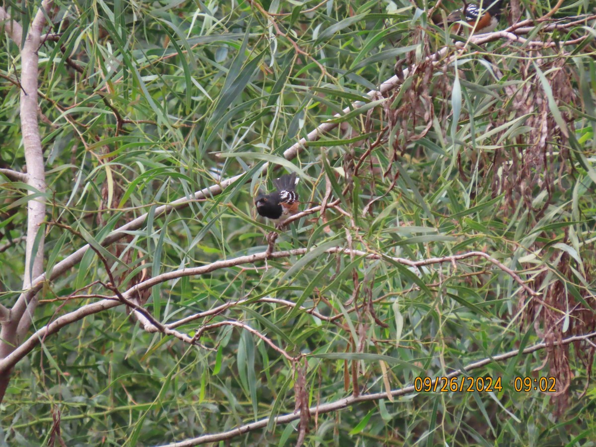 Spotted Towhee - ML624214483