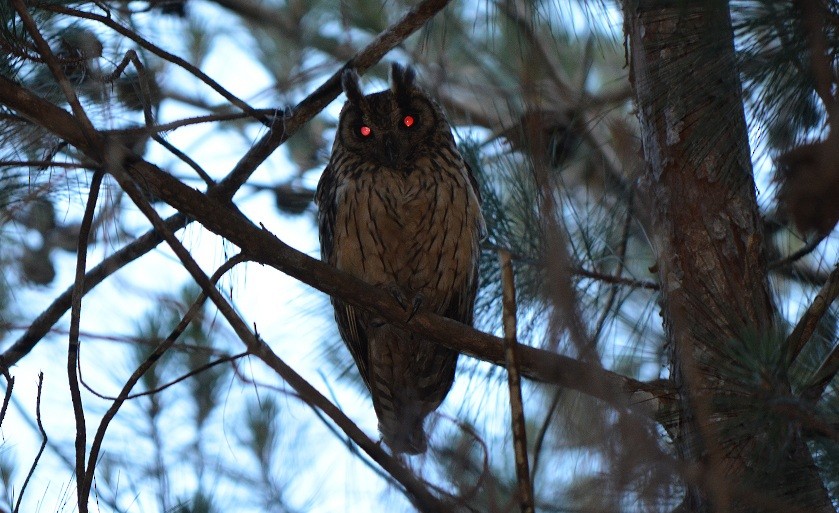 Madagascar Owl - ML624214488