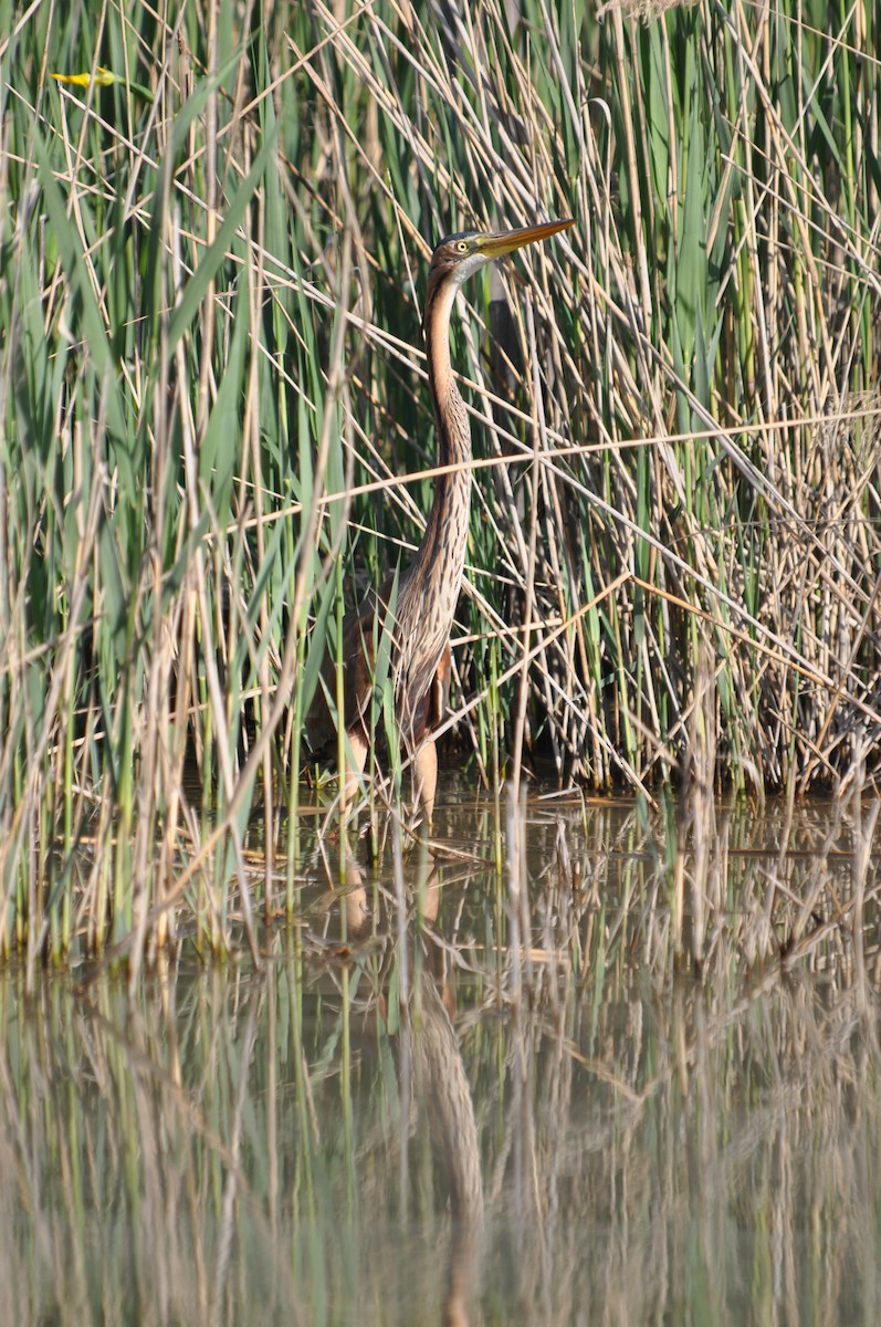 Purple Heron - ML624214489