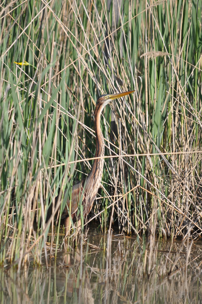 purpurhegre - ML624214490