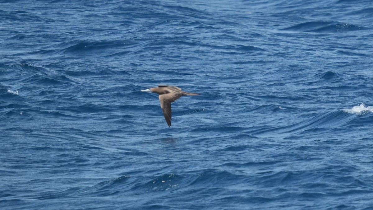 Brown Booby - Romain Demarly