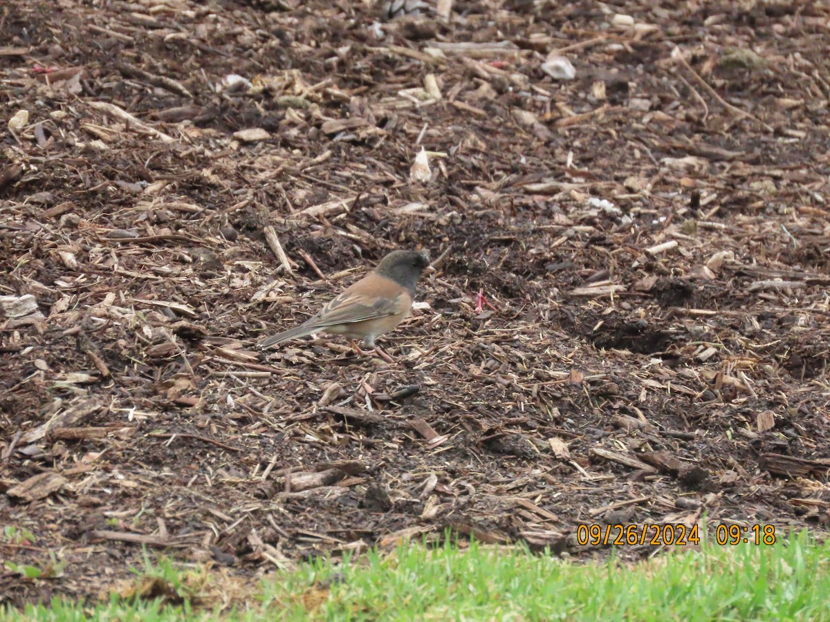 Junco Ojioscuro (grupo oreganus) - ML624214503