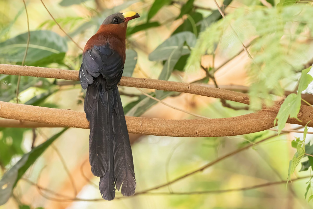 Yellow-billed Malkoha - ML624214504