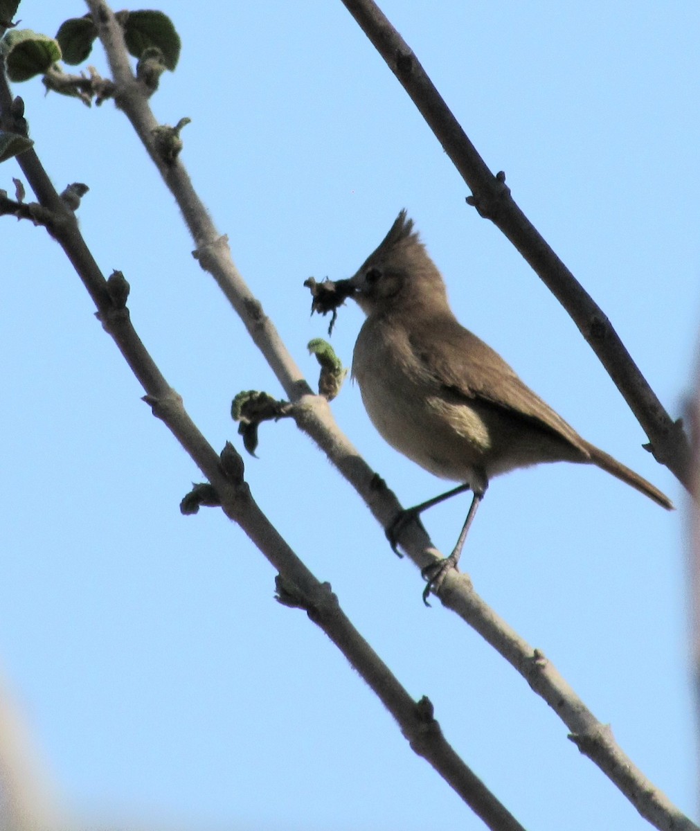 Crested Hornero - ML624214508