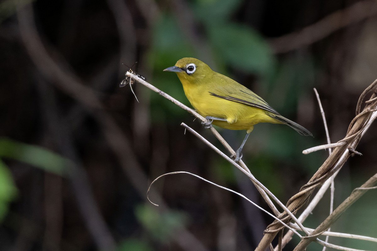 Lemon-bellied White-eye - ML624214509