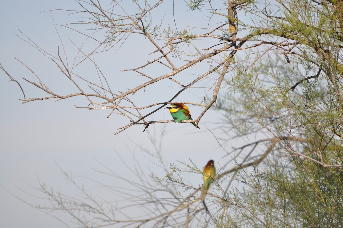 European Bee-eater - ML624214517