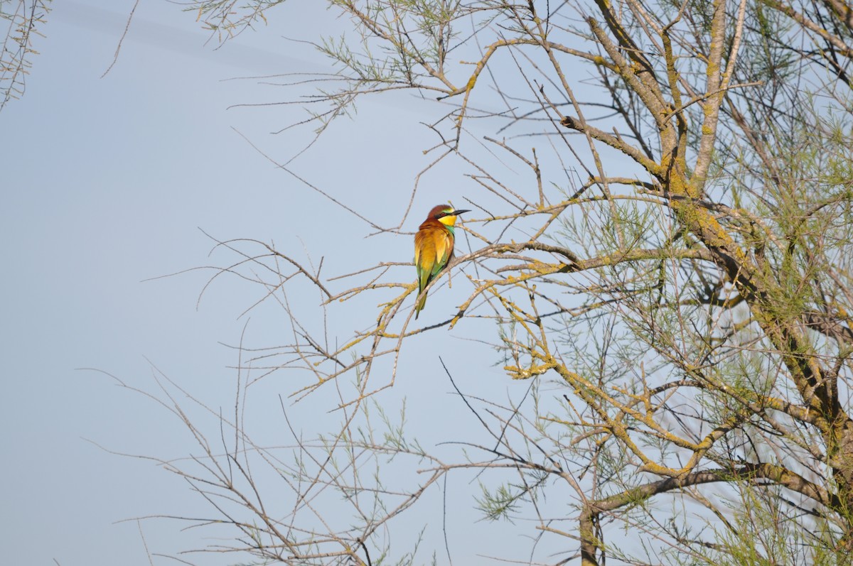 European Bee-eater - ML624214518