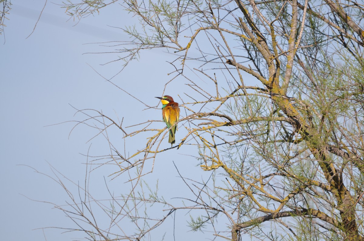 European Bee-eater - ML624214519