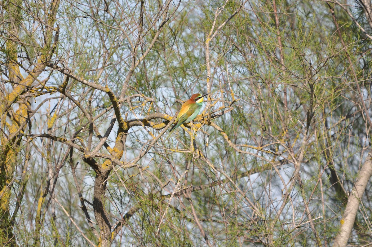 European Bee-eater - ML624214520