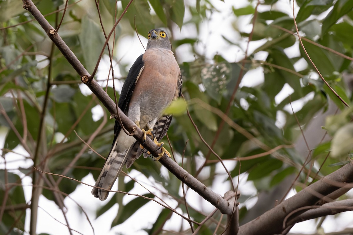 Vinous-breasted Sparrowhawk - ML624214521