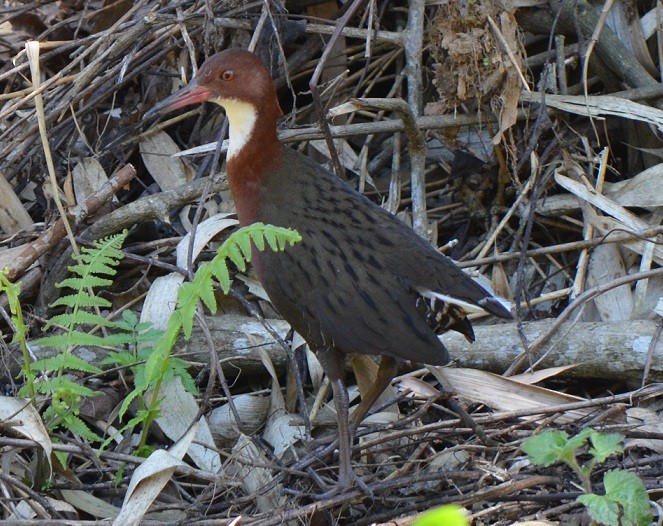 White-throated Rail - Richard Rae