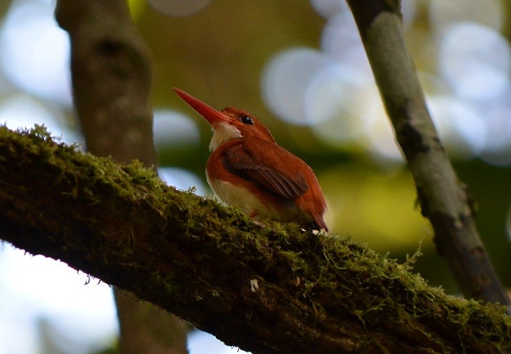 Madagascar Pygmy Kingfisher - ML624214524