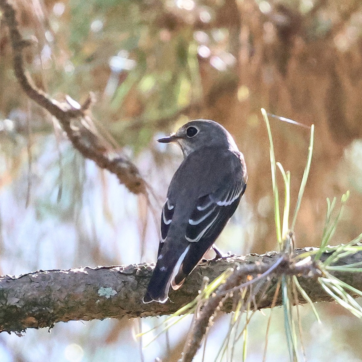 Asian Brown Flycatcher - ML624214528