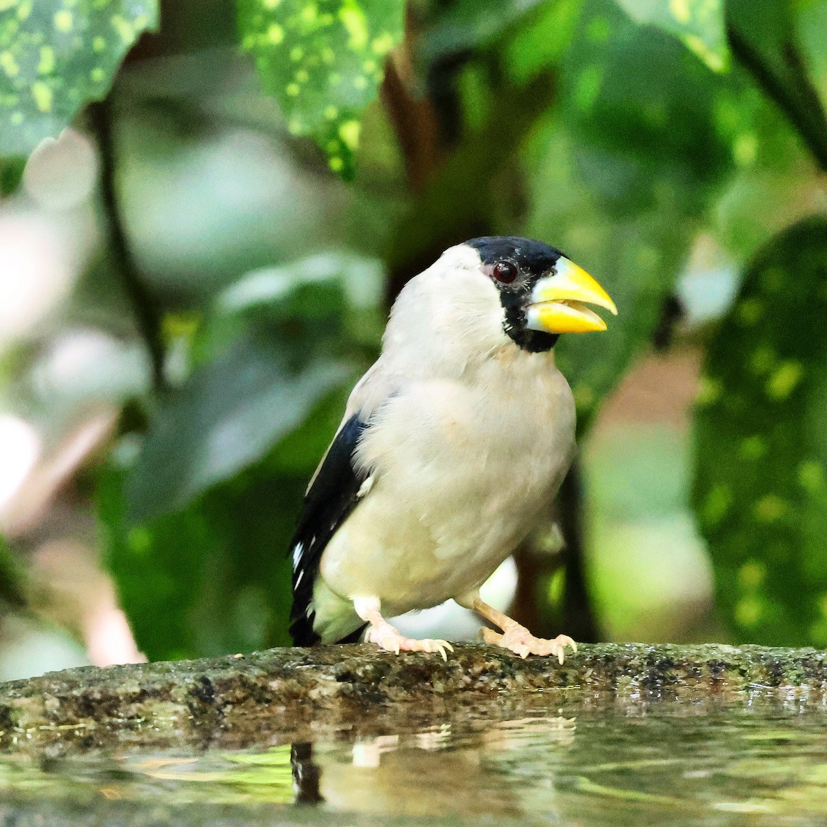 Japanese Grosbeak - ML624214530