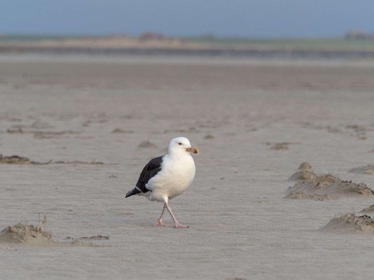 Great Black-backed Gull - Anonymous