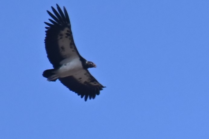 King Vulture - ML624214549