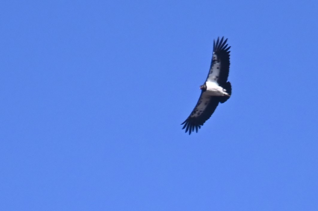 King Vulture - ML624214551