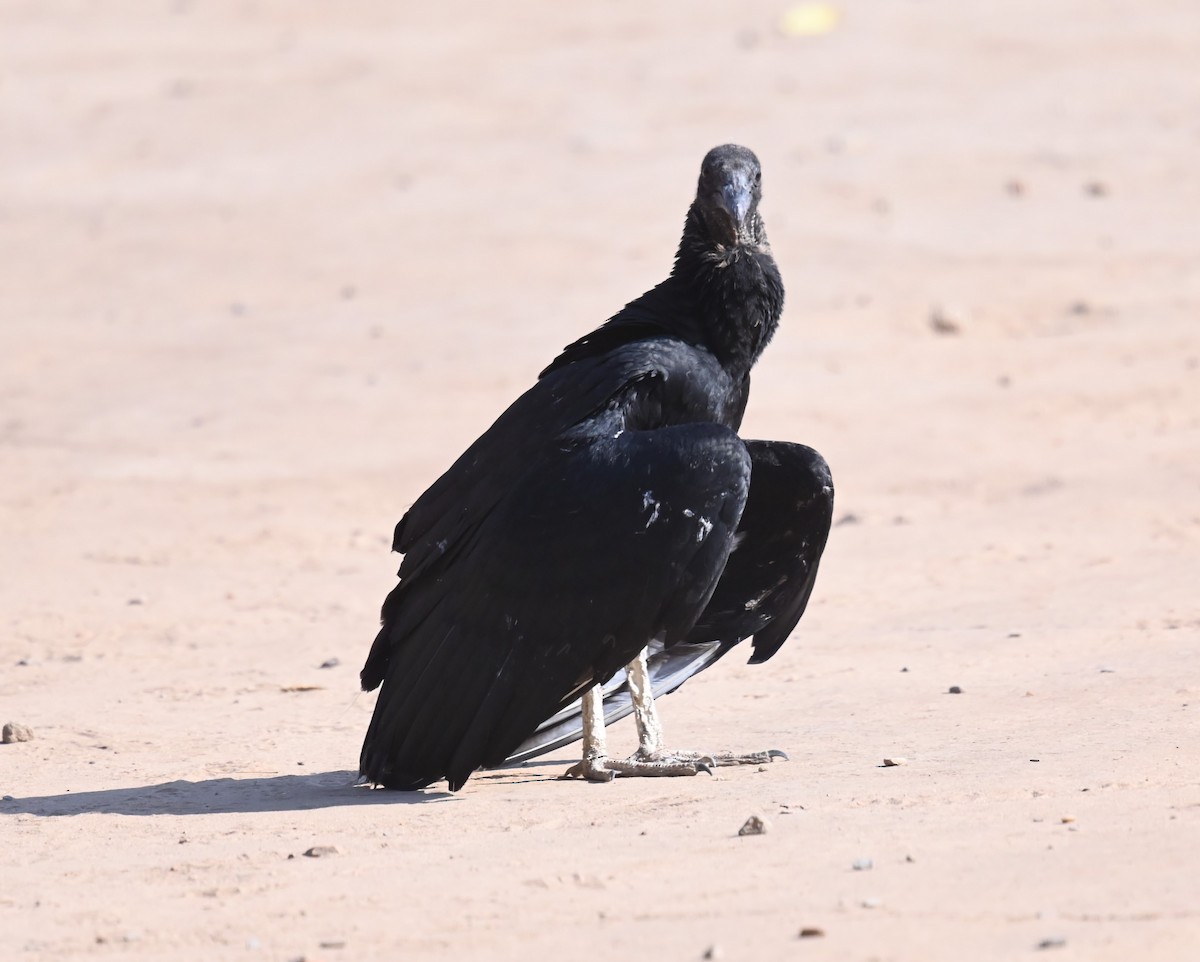 Black Vulture - ML624214553