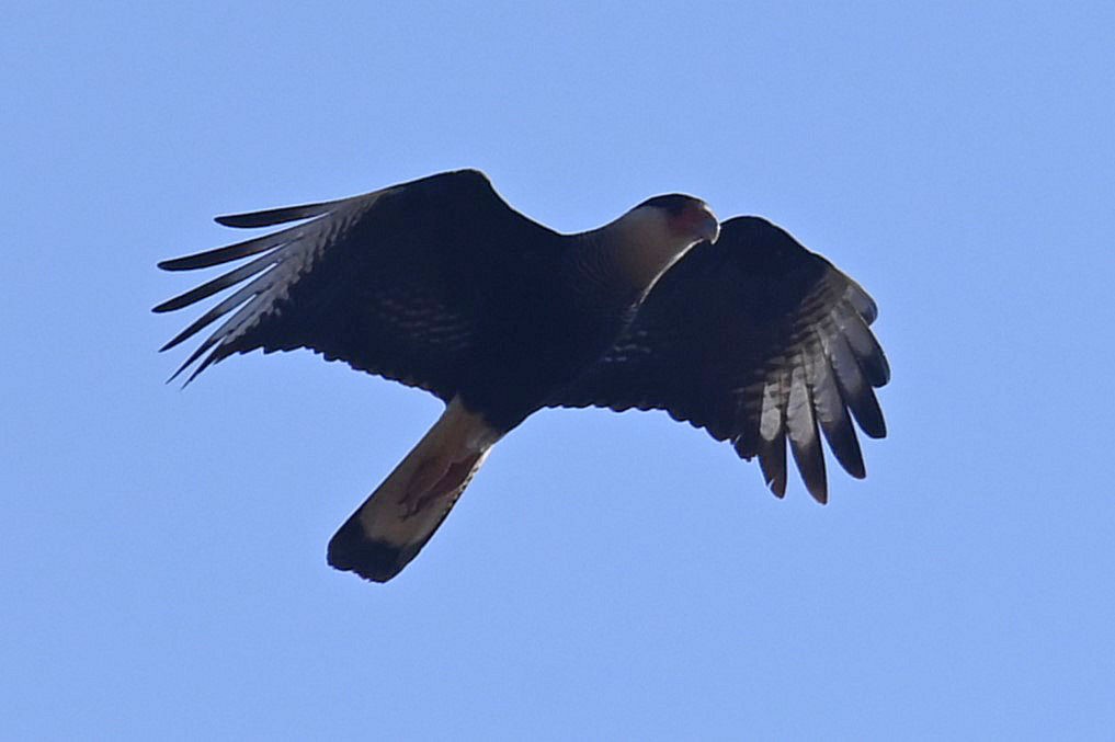 Crested Caracara (Southern) - ML624214558