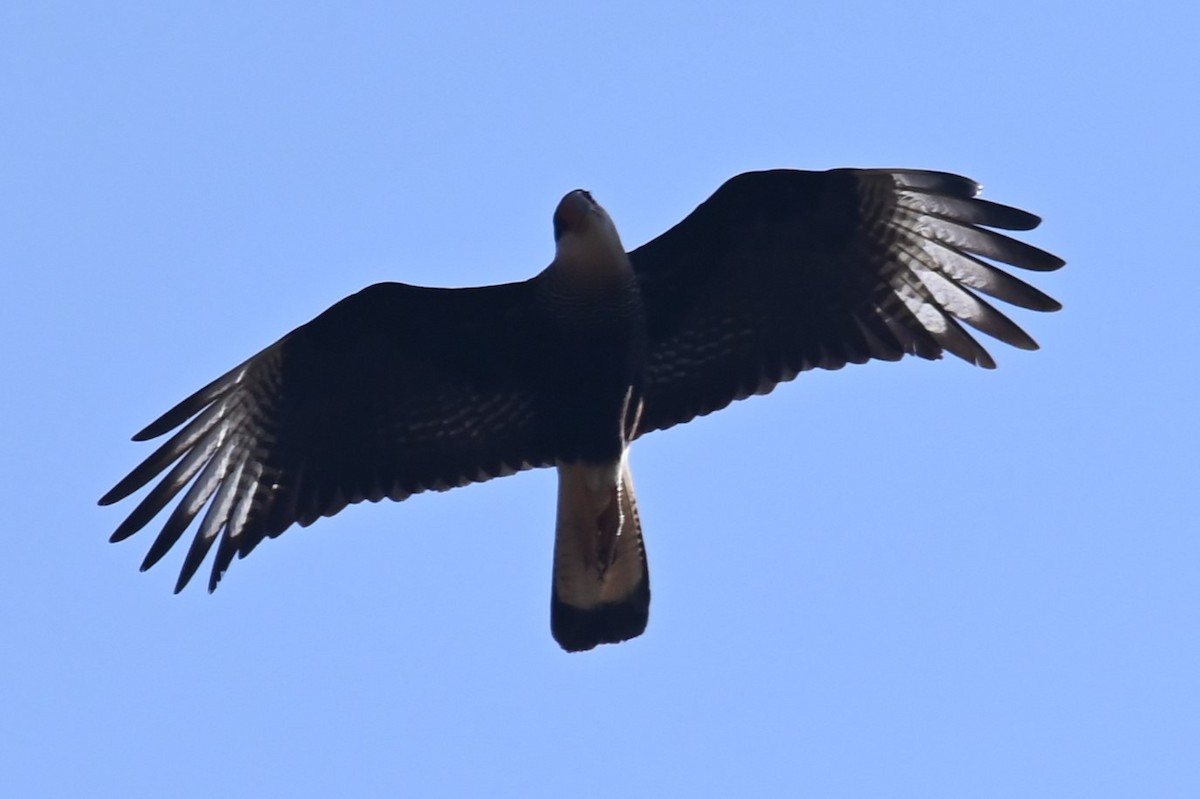 Crested Caracara (Southern) - ML624214559