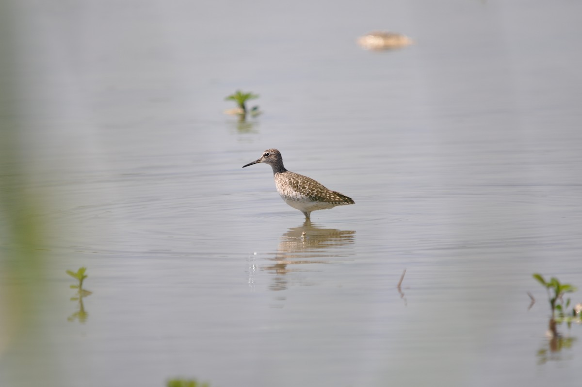 Wood Sandpiper - ML624214560