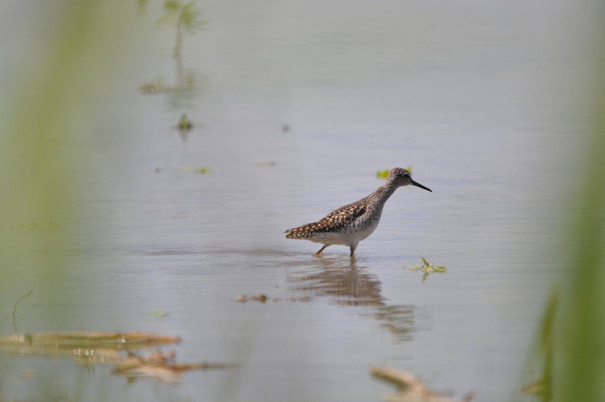 Wood Sandpiper - ML624214561