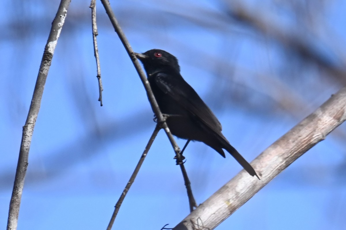 Caatinga Black-Tyrant - ML624214573