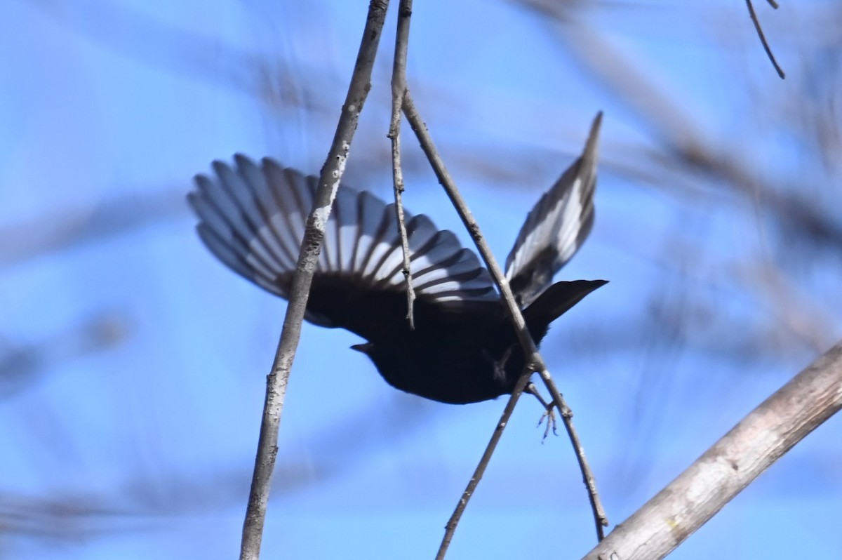 Caatinga Black-Tyrant - ML624214574