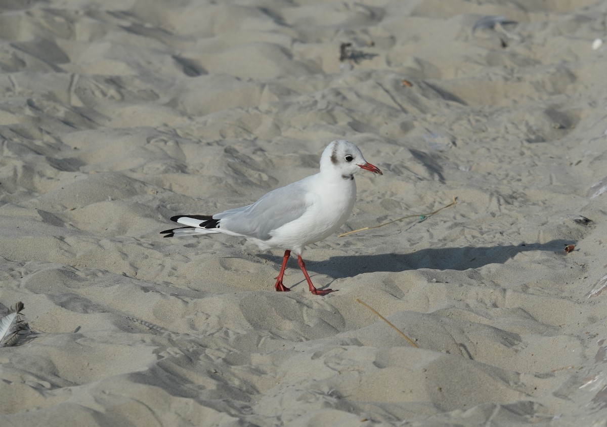 Black-headed Gull - Romain Demarly