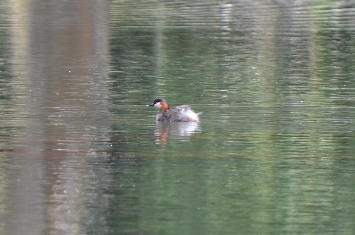 Madagascar Grebe - ML624214584