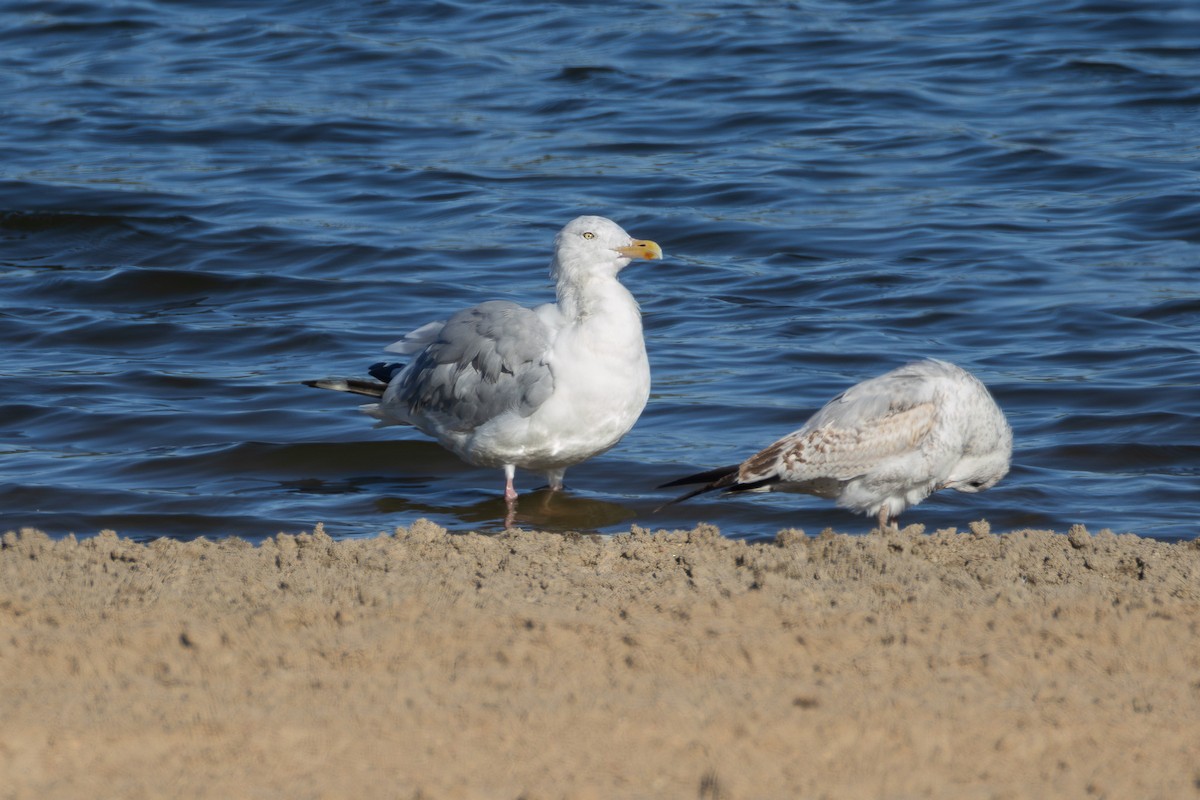 Herring Gull - ML624214587