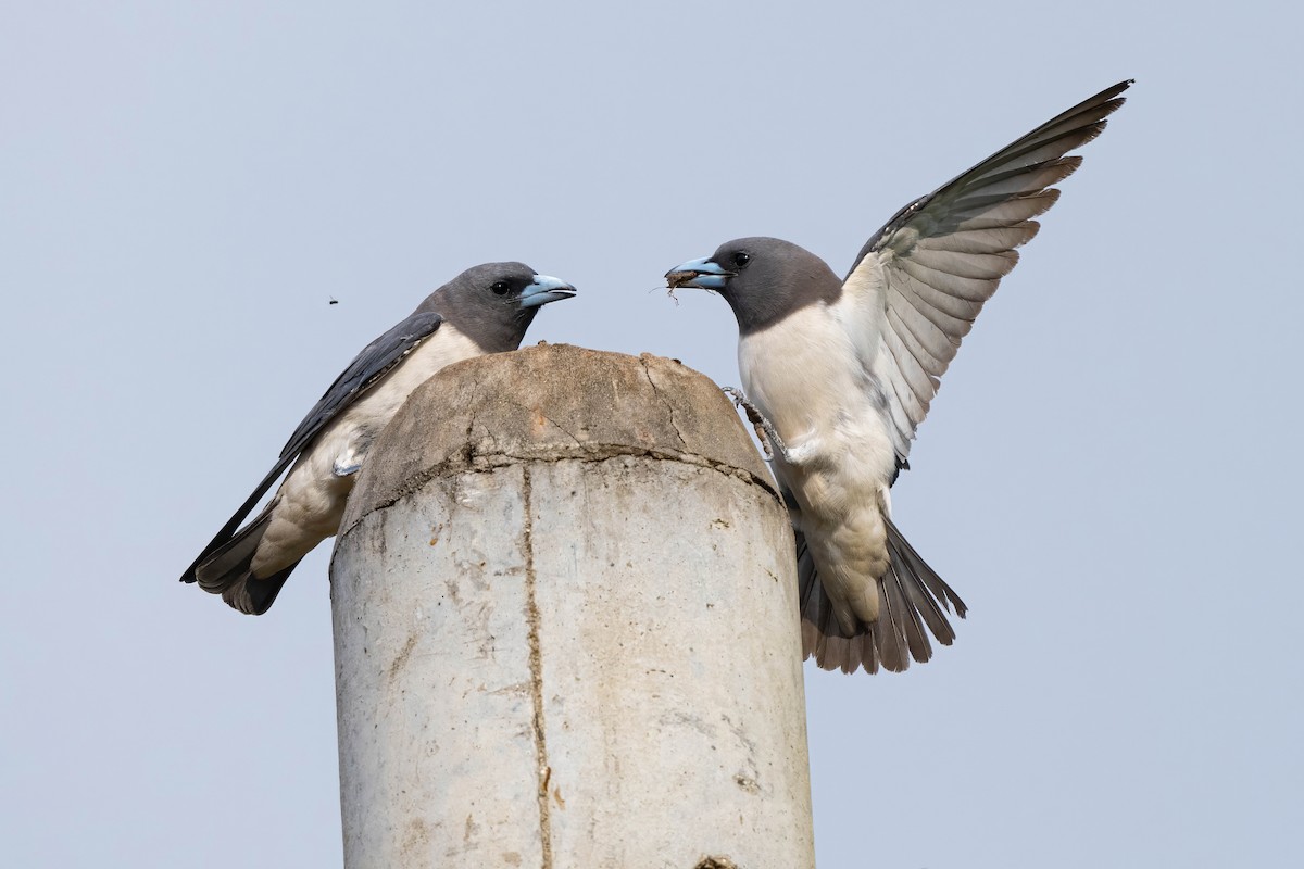 White-breasted Woodswallow - ML624214617