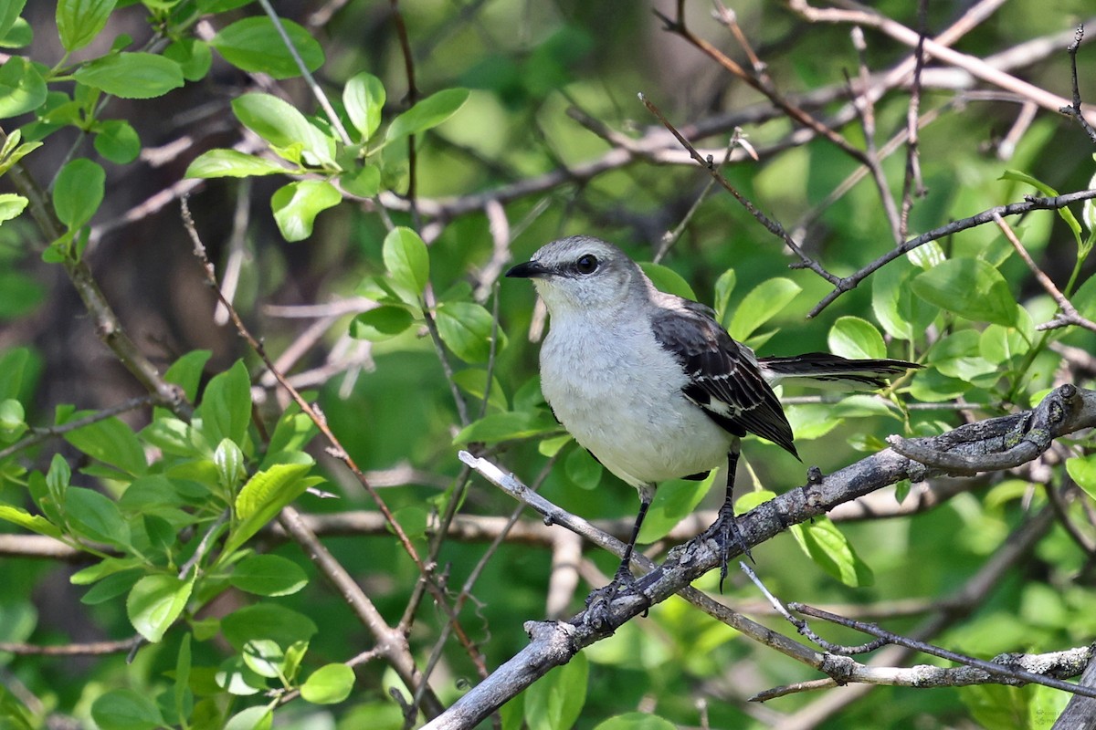 Northern Mockingbird - ML624214621